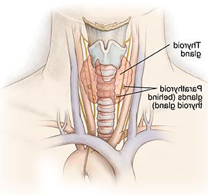 diagram of thyroid and parathyroid glands